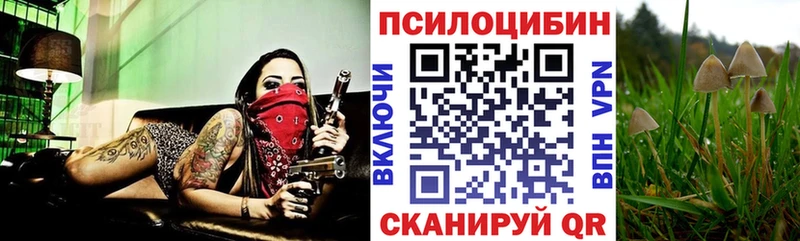 Псилоцибиновые грибы Psilocybe Ясный